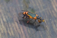 Calomantispa venusta