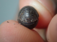 Holoverticata