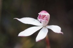 Caladenia alpina