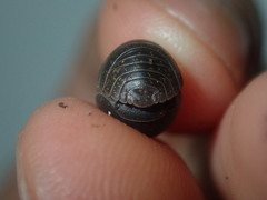 Holoverticata