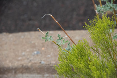 Sphaeralcea grossulariifolia
