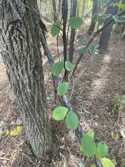 Thyrsanthella difformis