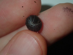 Holoverticata