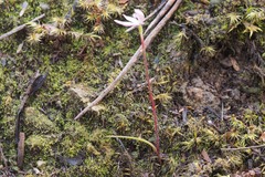 Caladenia alpina