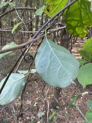 Thyrsanthella difformis