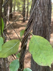 Thyrsanthella difformis