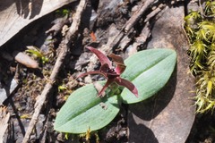 Chiloglottis grammata