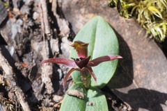 Chiloglottis grammata