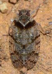 Tachycixius