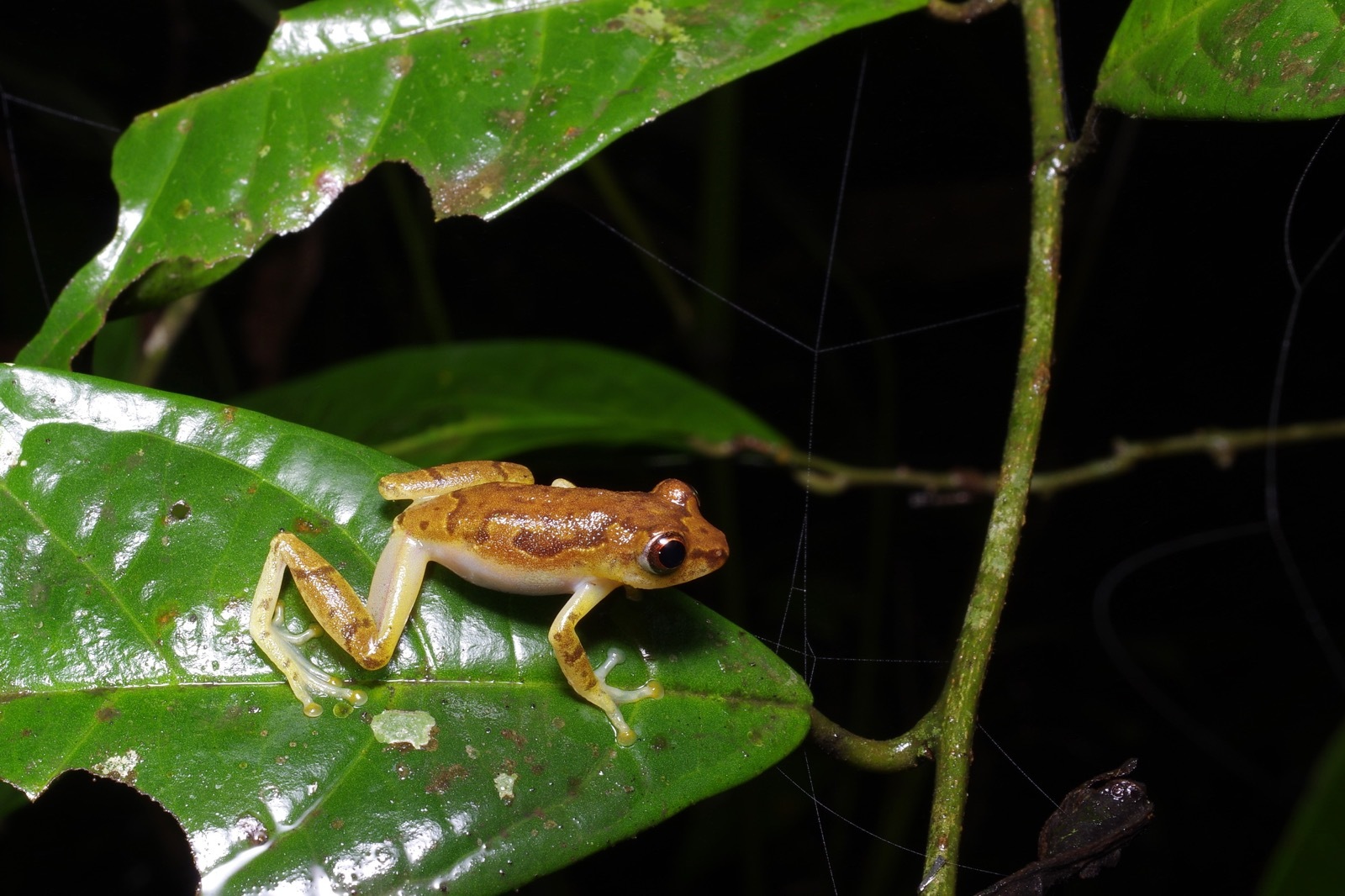 Bobiri Reed Frog photo 4
