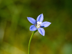 Wahlenbergia