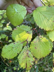 Viburnum recognitum