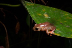 Hyperolius picturatus