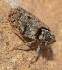 Tachycixius