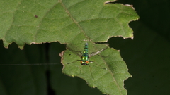 Dolichopodidae