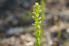 Microtis unifolia