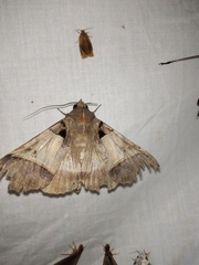 Serrodes