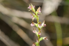 Prasophyllum nitidum