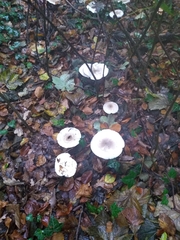 Clitocybe nebularis