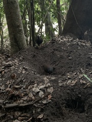 Megapodius reinwardt