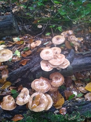Armillaria ostoyae