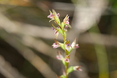 Prasophyllum nitidum