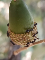 Crematogaster auberti