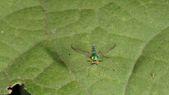 Dolichopodidae