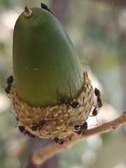 Crematogaster auberti