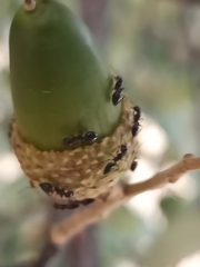 Crematogaster auberti