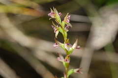 Prasophyllum nitidum