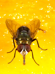 Calliphoridae