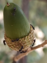 Crematogaster auberti