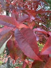 Oxydendrum