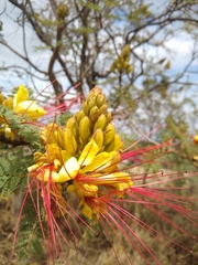 Erythrostemon gilliesii