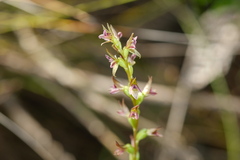 Prasophyllum nitidum