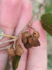 Andricus grossulariae