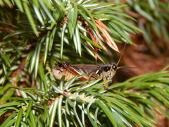 Melanoplus fasciatus