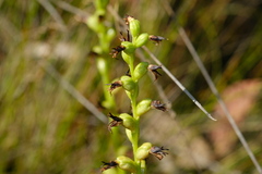 Prasophyllum nitidum