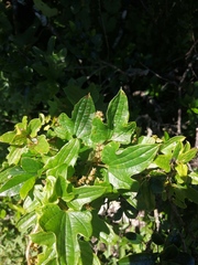 Dioscorea rupicola