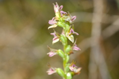 Prasophyllum nitidum