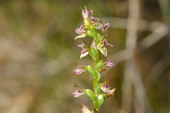 Prasophyllum nitidum