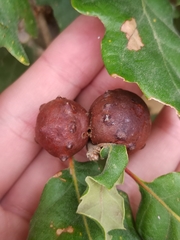 Andricus quercustozae