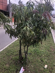 Mangifera indica
