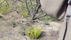 Hemachatus haemachatus