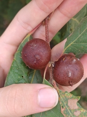 Andricus quercustozae