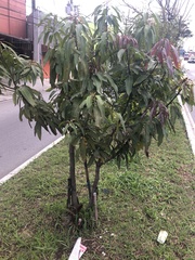 Mangifera indica
