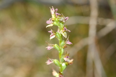 Prasophyllum nitidum