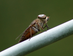 Tabanidae
