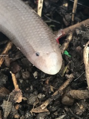 Afrotyphlops bibronii